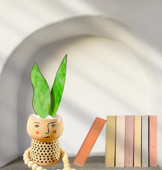 Baby Stained Glass Snake Plant
