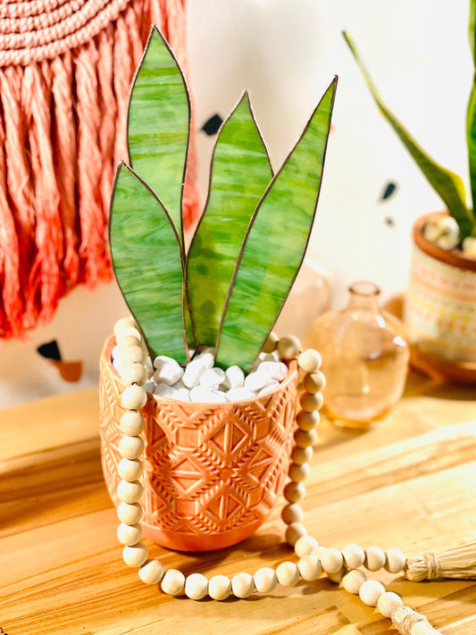 Stained Glass Snake Plant