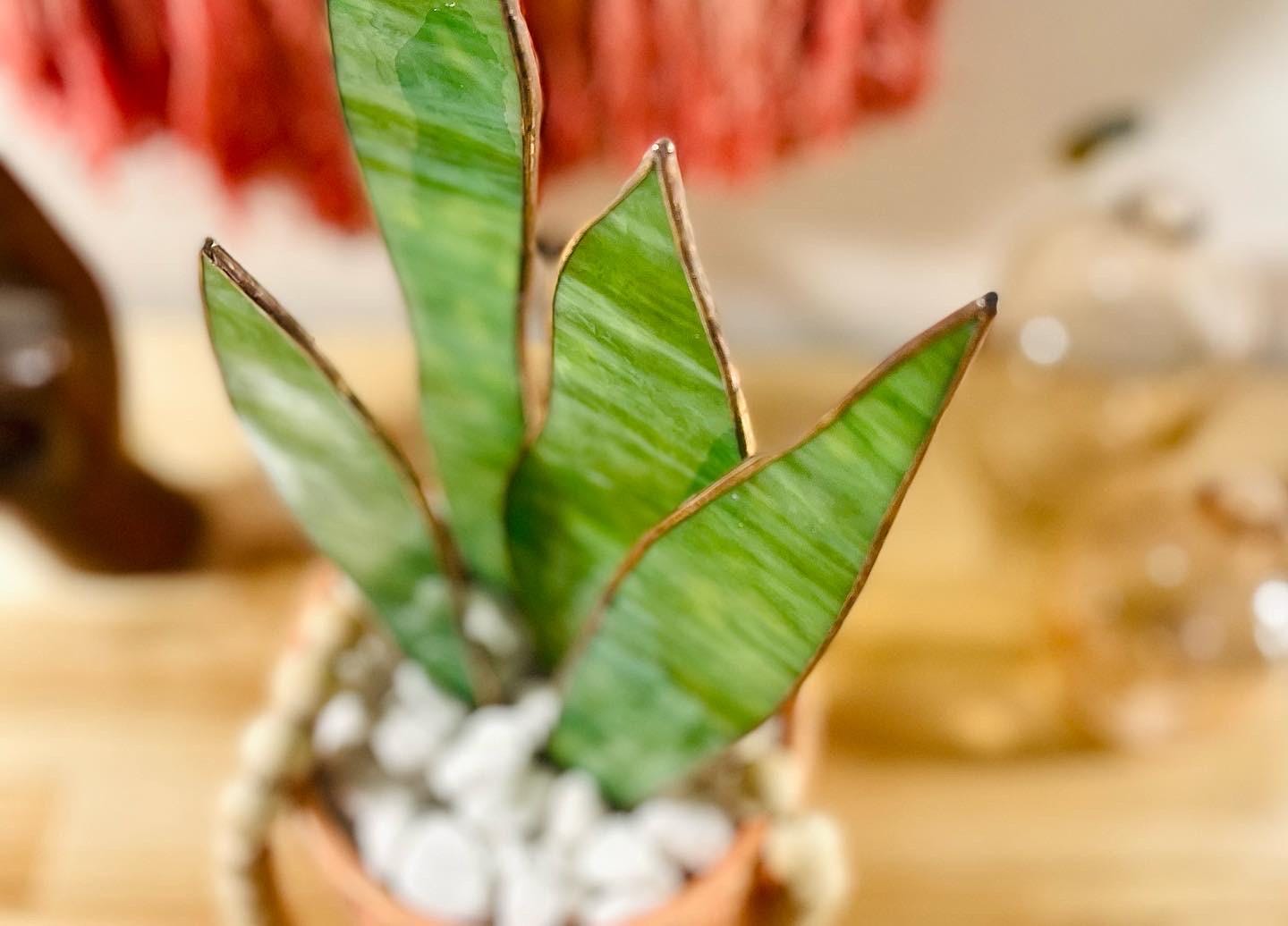 Stained Glass Snake Plant - Samara Designs Studio