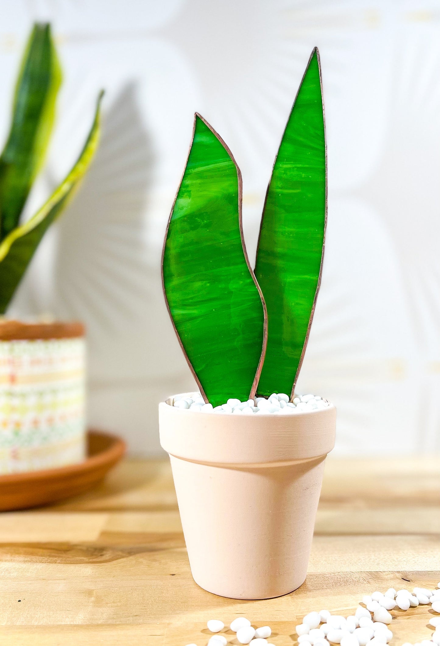 Baby Stained Glass Snake Plant - Samara Designs Studio